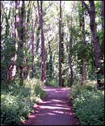 Woody path in Graves Park
