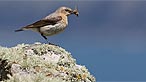 Wheatear. Photo: Richard Parker