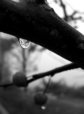 Rain Drop