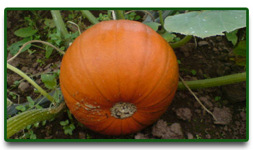 Pumpkin