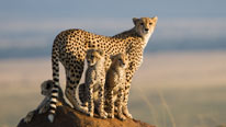 Cheetah with cubs