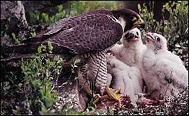 Peregrine falcon and chicks