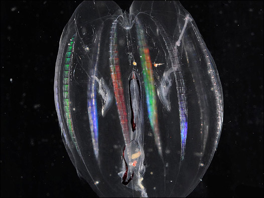 Medusa. Foto: BAS/ P. Bucktrout