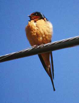 The Swallow. Photo Declan Duffy.