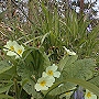 Picture of primroses