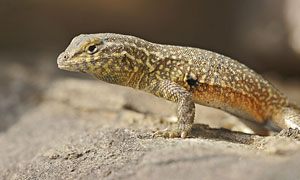 A Life In Cold Blood: A male side-blotched lizard (uta stansburiana)