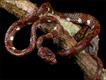 Uma cobra "sugadora de caracóis" não identificada descoberta no Equador (Fotos: Paul S. Hamilton / RAEI.org)