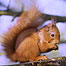 Wallington (Image: Red Squirrel)