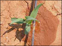 آبياری قطره يی