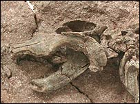 Ostatky savců nalezené v Číně