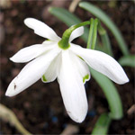 Galanthus nivalis 'Flocon de Neige'