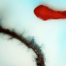 Review of Stubborn Heart