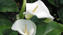 Zantedeschia aethiopica