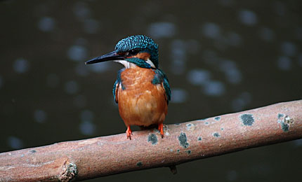 Kingfisher