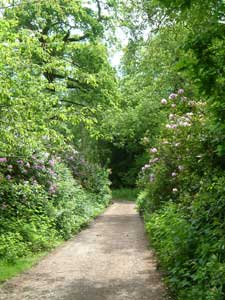 Rhododendrons at Trentham