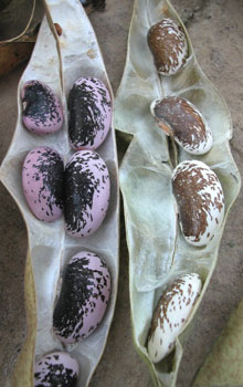 Runner bean seeds