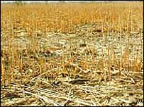 Plantação afectada pela seca