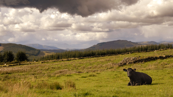 Cow with Glens in the background