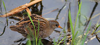 Spotted crake, copyright owned by RSPB.