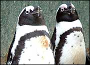 Penguins at Banham Zoo