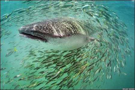 Китова акула на полюванні 