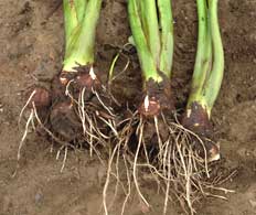 Colocasia esculenta - taro
