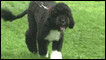 Bo, cachorro da família Obama