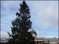 A Christmas tree in Traflaquar Square, London