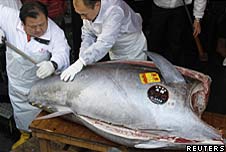 Giant bluefin tuna