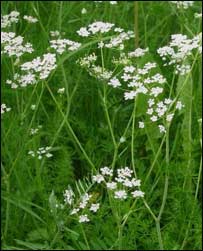 بديل کشت کوکنار