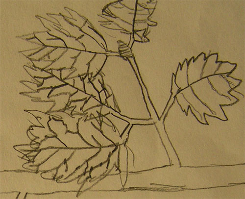Drawing of a Leaf