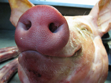 Nigel Leach's Photomarathon topic two photo: Aroma