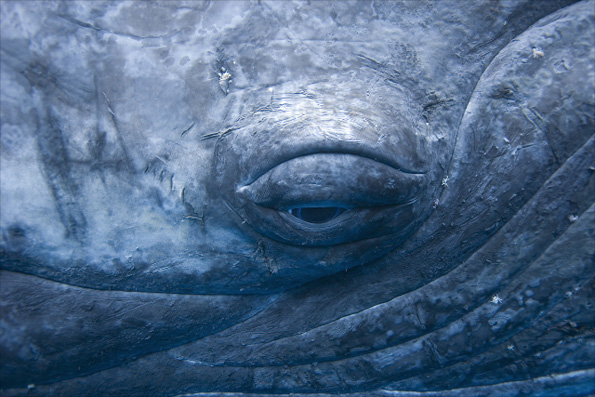 Humpback whale's eye by Sue Flood