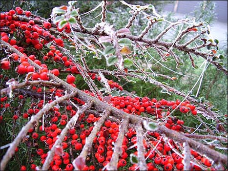 Winter berries in Derbyshire