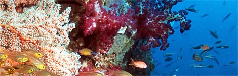 An coral reef in Indonesia