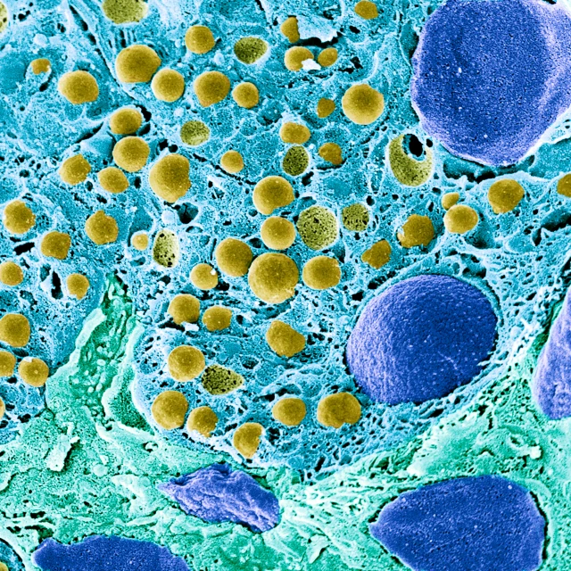 Close up of microbes.