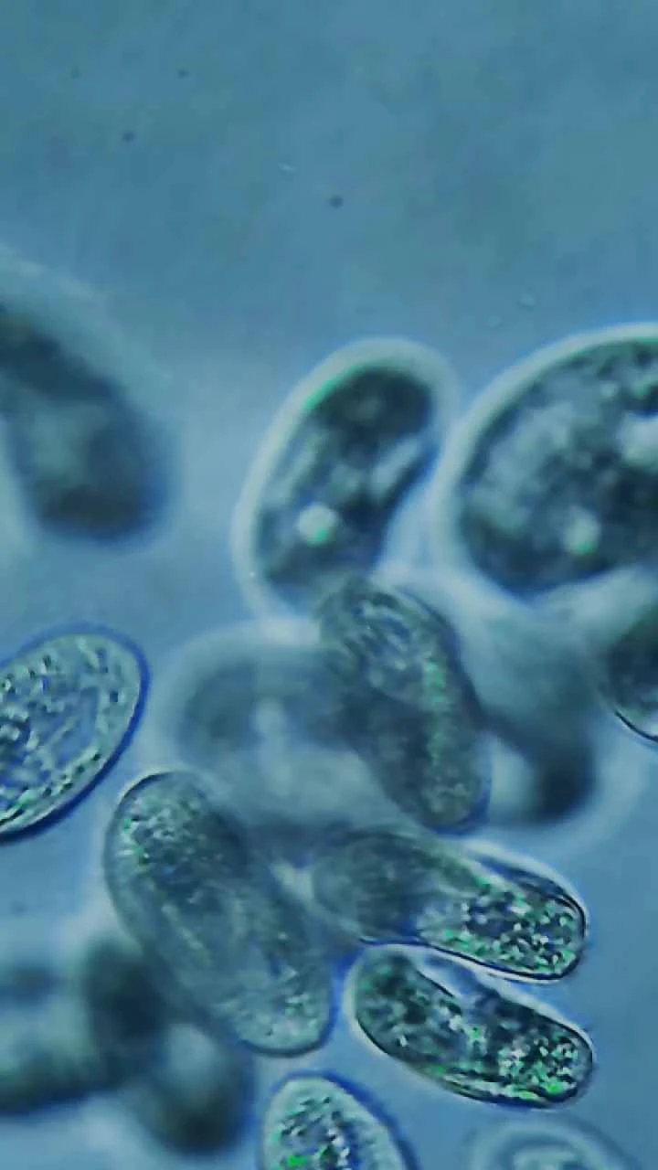 A microscopic view of microbes.