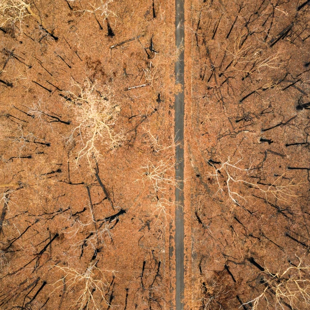 Aerial view of burnt trees and scorched earth.