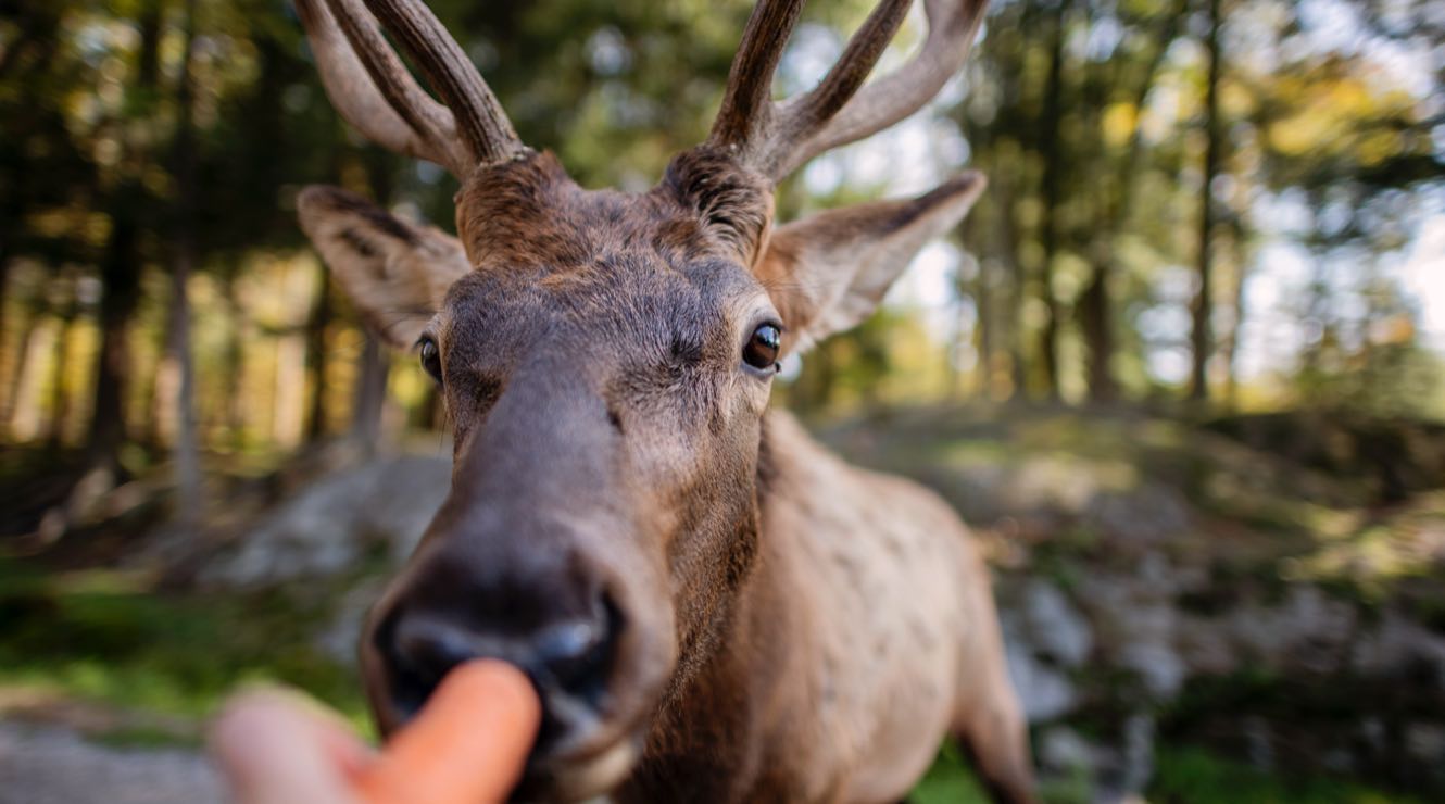 Close up of a deer being fed a carrot